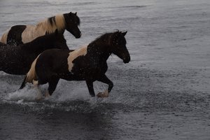 Heste i vand